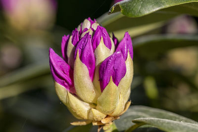 Close-up of pink rose flower