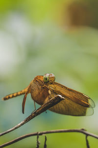 Close-up of insect perching on leaf