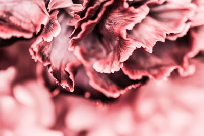 Full frame shot of pink rose flower