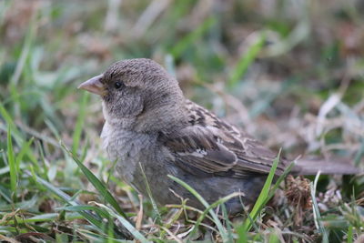 Close-up of a bird on land