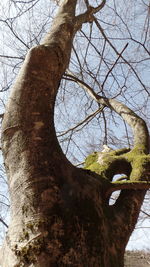 Close-up low angle view of tree