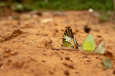 Close-up of butterfly on leaf