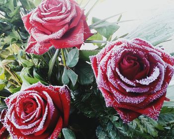 Close-up of red flowers