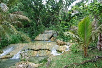 Scenic view of waterfall in forest