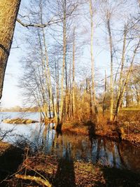 Reflection of bare trees in lake