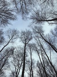 Low angle view of bare trees against sky