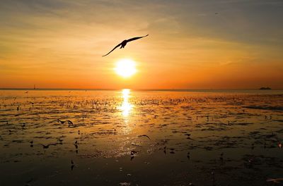 Birds flying over sea during sunset