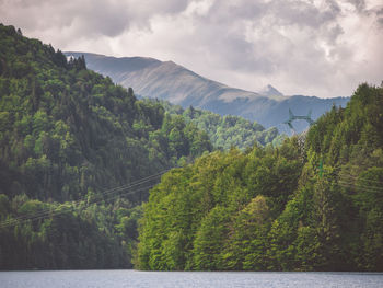 Scenic view of river amidst trees in forest against sky