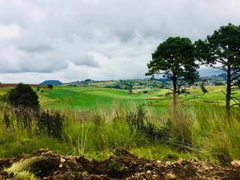 Scenic view of agricultural field against sky