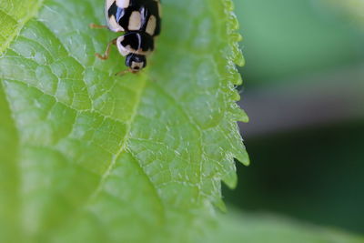 Close-up of insect on leaf