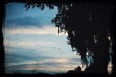 Silhouette of trees against cloudy sky