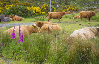 Scottish highland cows 