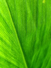 Full frame shot of palm leaf