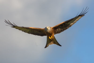 Low angle view of eagle flying against sky