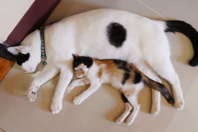 High angle view of cat relaxing on floor at home