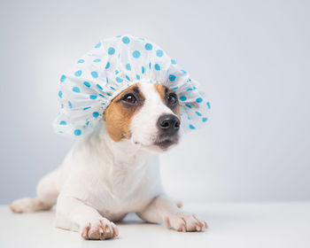 Close-up of puppy sitting against white background