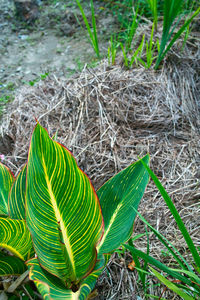 High angle view of plant growing on field