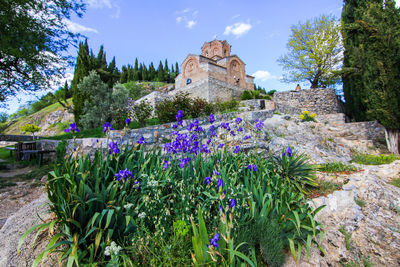 Flowers growing in front of built structure