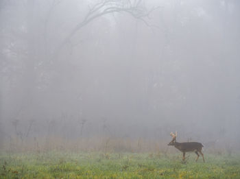 View of deer on field during foggy weather