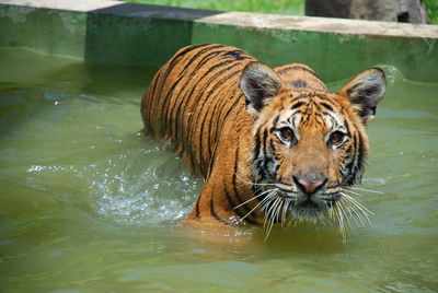 Portrait of tiger in pond