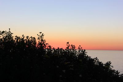 Silhouette plants against sky during sunset