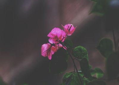 Close-up of pink flowering plant