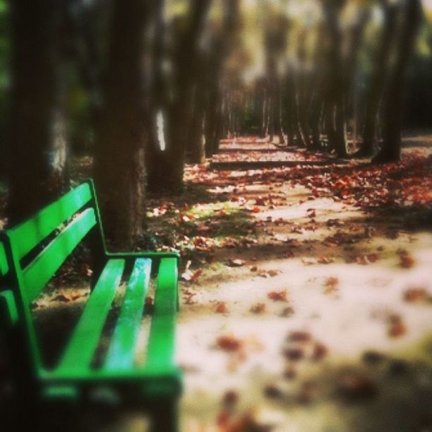 selective focus, leaf, autumn, surface level, tree, fallen, leaves, bench, nature, green color, change, tranquility, empty, park - man made space, no people, absence, outdoors, season, day, close-up