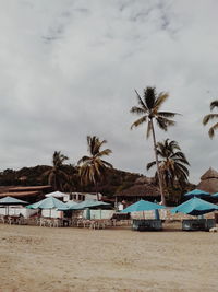 Palm trees on beach