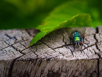 Close-up of insect on leaf