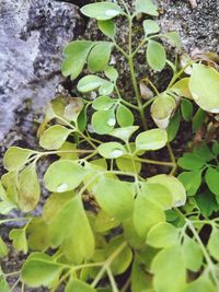 Close-up of fresh green plants