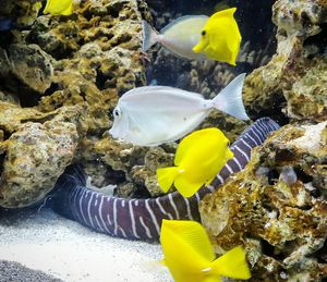 Close-up of fish in aquarium