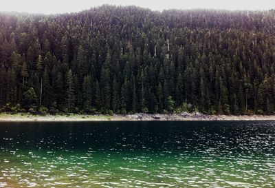 Scenic view of pine trees by lake in forest