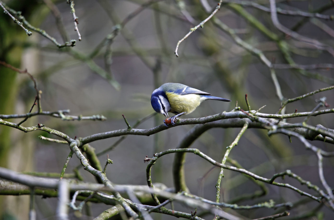 bird, animal wildlife, animal, animal themes, wildlife, tree, branch, nature, one animal, plant, perching, beauty in nature, wilderness, no people, beak, outdoors, tourism, twig, wilderness area, focus on foreground, environment, forest