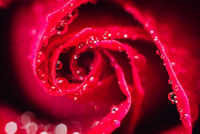 Close-up of water drops on red flower