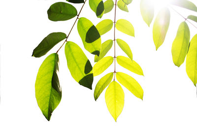 Close-up of leaves against white background