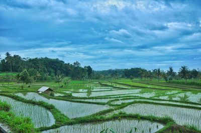 Scenic view of agricultural field against sky