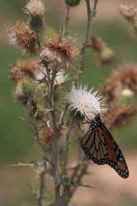 Close-up of butterfly pollinating on flower