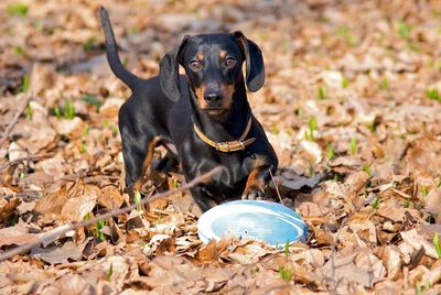Portrait of dachshund with toy on field during autumn