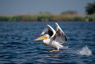 Seagull flying over sea
