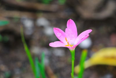 Close-up of pink lotus water lily