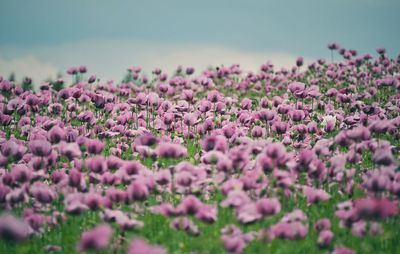 Close-up of pink flowering plants on field