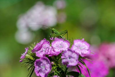 Close-up of insect on flower