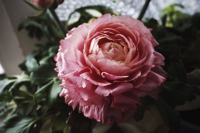 Close-up of pink rose