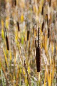 Close-up of caterpillar on plant