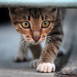 Close-up portrait of a cat