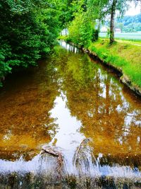 Scenic view of lake in forest