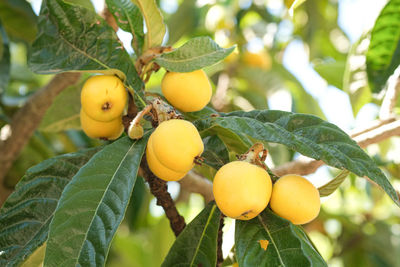 Tasty loquats fruit tree branch in summer season,healthy bio food products