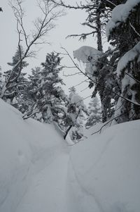 Low angle view of trees against sky during winter