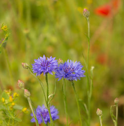 Close-up of purple flowering plant on field