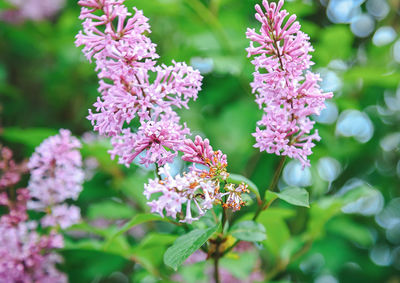 Close-up of pink flowering plant